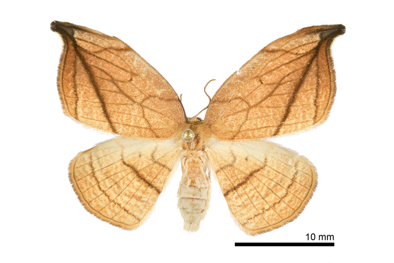 Microblepsis manleyi formosensis Female